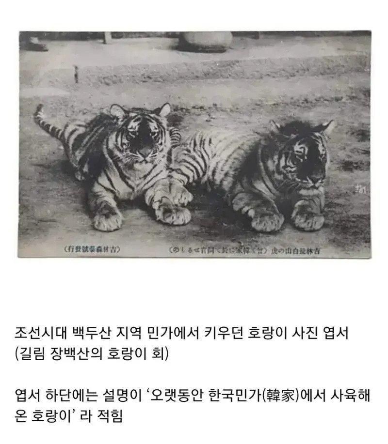 조선시대의 애완동물