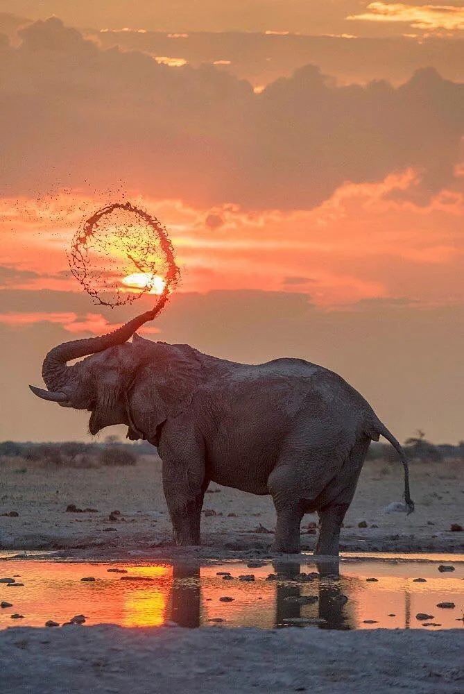 아프리카 코끼리와 노을