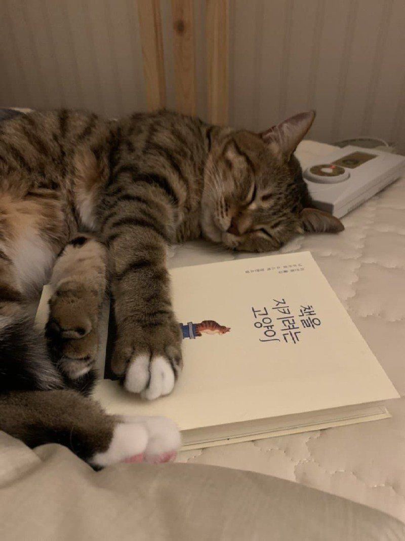 책을 지키려는 고양이
