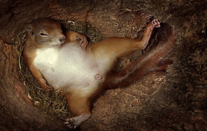 다람쥐 출산 장면