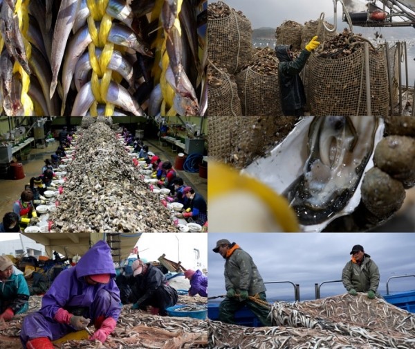 [극한직업] 겨울 바다의 보물 '까나리' '굴' 수확하는 어부들