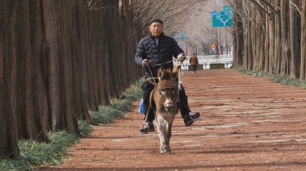[한국기행] 네가 있어 참 좋다 4부-담양 메타세쿼이아길, 매일 당나귀 산책하는 한 남자