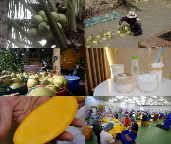 [극한직업] 태국, 위험천만 코코넛 수확과 가공...달콤한 과일을 위해 땀 흘리는 사람들